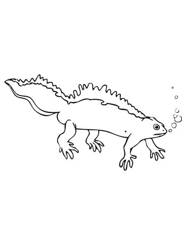 Crested Newt Coloring Page